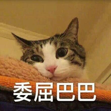 萌哭了表情包,萌哭了！盘点那些让人瞬间泪目的表情包瞬间